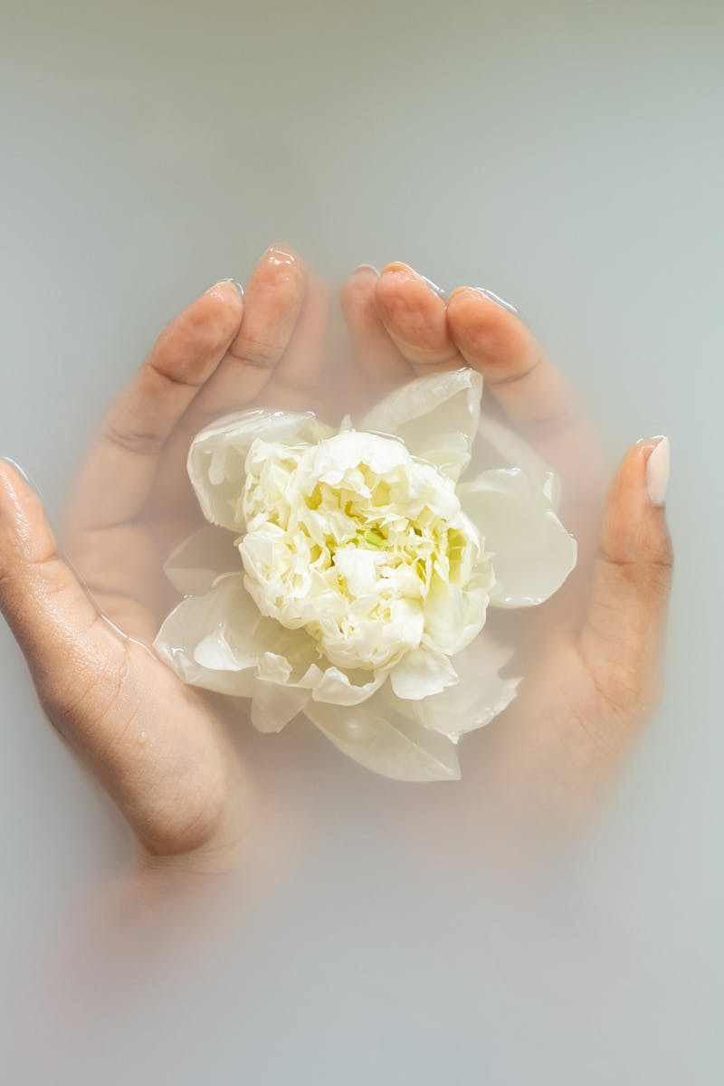 Hands holding a white flower in serene milky water, perfect for spa and wellness themes.